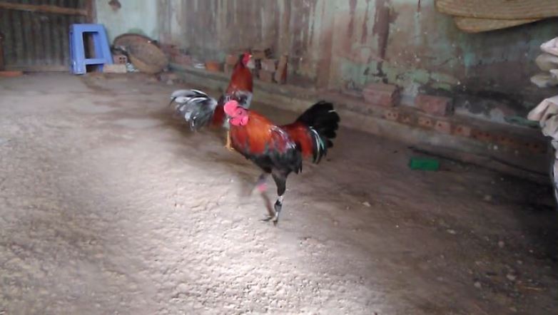 Hướng dẫn cách xổ gà đá đơn giản, hiệu quả cho sư kê mới - hình ảnh - zqhynfygh.top Hướng dẫn cách xổ gà đá đơn giản, hiệu quả cho sư kê mới - hình ảnh - zqhynfygh.top