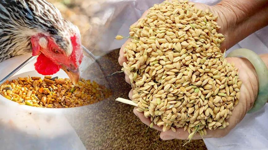 Hướng dẫn cách xổ gà đá đơn giản, hiệu quả cho sư kê mới - hình ảnh - zqhynfygh.top Hướng dẫn cách xổ gà đá đơn giản, hiệu quả cho sư kê mới - hình ảnh - zqhynfygh.top