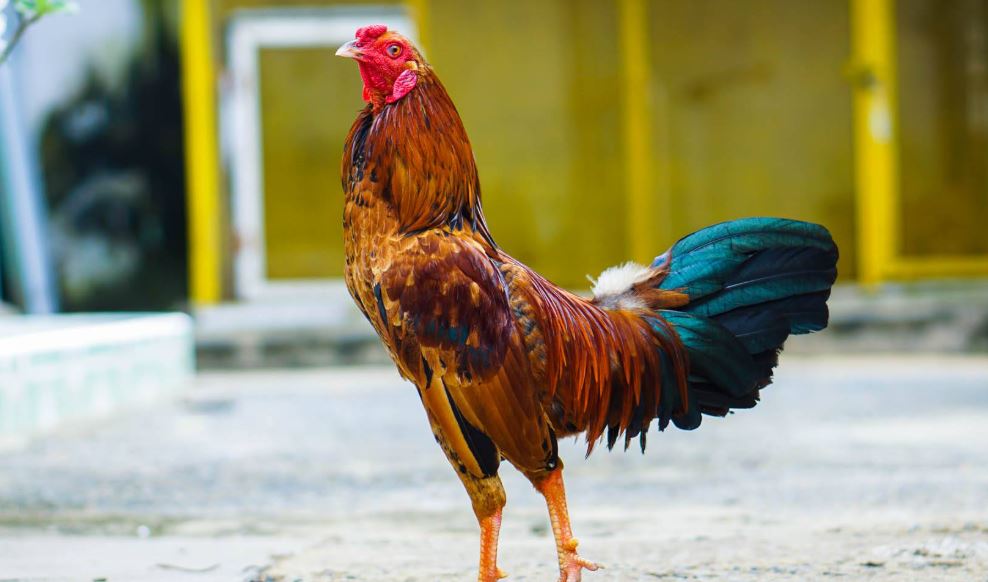 Hướng dẫn cách xổ gà đá đơn giản, hiệu quả cho sư kê mới - hình ảnh - zqhynfygh.top Hướng dẫn cách xổ gà đá đơn giản, hiệu quả cho sư kê mới - hình ảnh - zqhynfygh.top