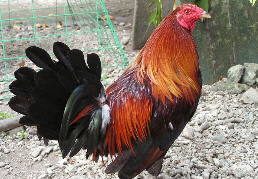 Hướng dẫn cách xổ gà đá đơn giản, hiệu quả cho sư kê mới - hình ảnh - zqhynfygh.top Hướng dẫn cách xổ gà đá đơn giản, hiệu quả cho sư kê mới - hình ảnh - zqhynfygh.top