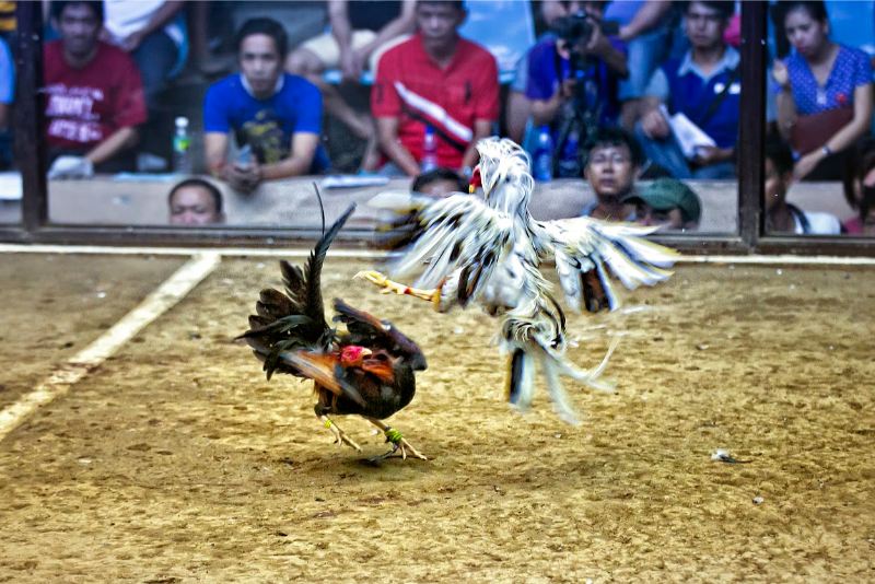 Gà chọi Thái Lan – Đánh giá khả năng thi đấu trên sới - hình ảnh - zqhynfygh.top Gà chọi Thái Lan – Đánh giá khả năng thi đấu trên sới - hình ảnh - zqhynfygh.top