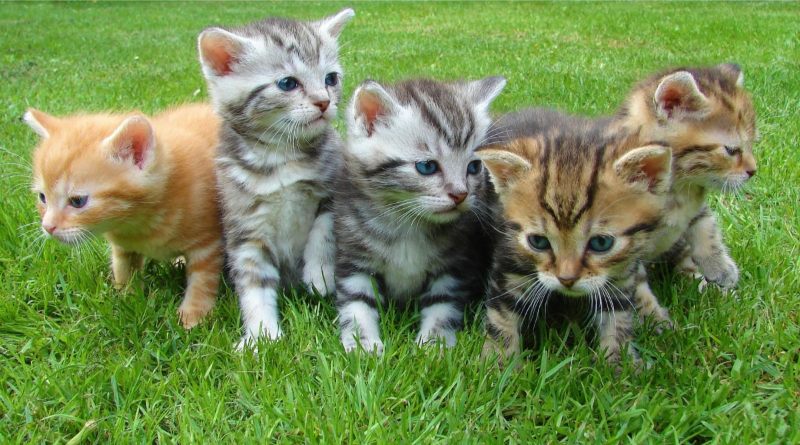 Mơ thấy mèo – Luận giải ý nghĩa và các cặp số đi kèm - hình ảnh - zqhynfygh.top Mơ thấy mèo – Luận giải ý nghĩa và các cặp số đi kèm - hình ảnh - zqhynfygh.top