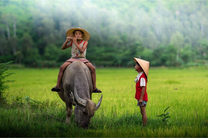 Mơ thấy trâu nên đánh số gì? Khám phá điềm báo chi tiết - hình ảnh - zqhynfygh.top Mơ thấy trâu nên đánh số gì? Khám phá điềm báo chi tiết - hình ảnh - zqhynfygh.top