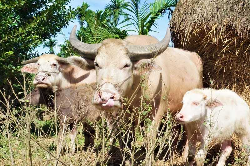 Mơ thấy trâu nên đánh số gì? Khám phá điềm báo chi tiết - hình ảnh - zqhynfygh.top Mơ thấy trâu nên đánh số gì? Khám phá điềm báo chi tiết - hình ảnh - zqhynfygh.top