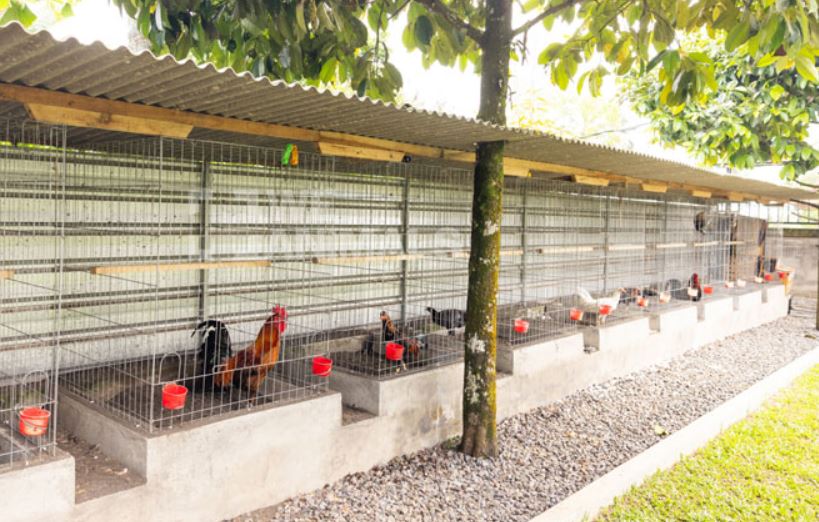 Hướng dẫn nuôi gà đá làm giàu chuyên nghiệp cho sư kê mới - hình ảnh - zqhynfygh.top Hướng dẫn nuôi gà đá làm giàu chuyên nghiệp cho sư kê mới - hình ảnh - zqhynfygh.top